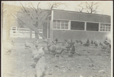 Flock of chickens (ddr-densho-355-741)