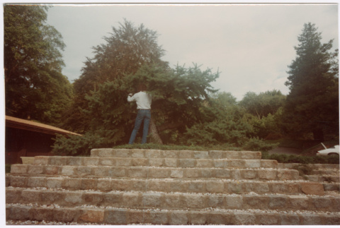 Pruning tree (ddr-densho-377-1976)