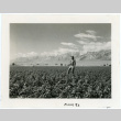 Photograph of man standing in a farm field at Manzanar with Sierra Nevada in the background (ddr-csujad-47-58)