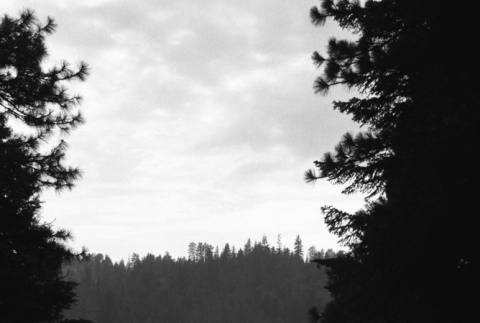 View of Lake Sequoia through the trees (ddr-densho-336-158)