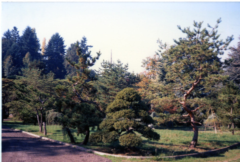 Road and Pines (ddr-densho-354-1740)