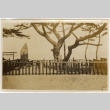 Tree surrounded by low fence with stone markers (ddr-densho-426-1794)