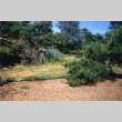 Panorama right: dead Red Pine, former nursery bed. (ddr-densho-354-737)