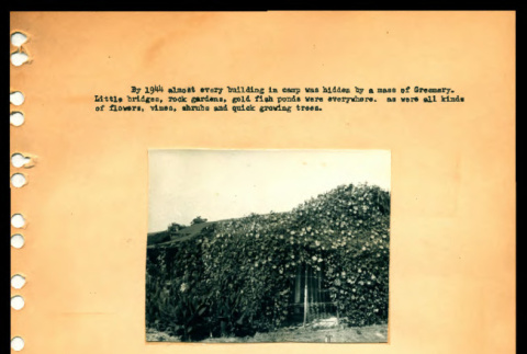 Landscaping at Crystal City Department of Justice Internment Camp (ddr-csujad-55-1369)