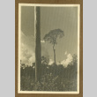 Trees in a plantation (ddr-csujad-33-193)