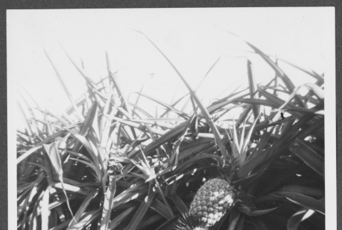 Pineapple cultivation (ddr-densho-363-104)