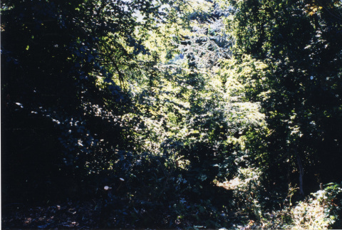 View from proposed viewpoint area behind restroom, towards the Mountainside (ddr-densho-354-756)