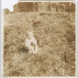 A boy in a field (ddr-densho-296-76)