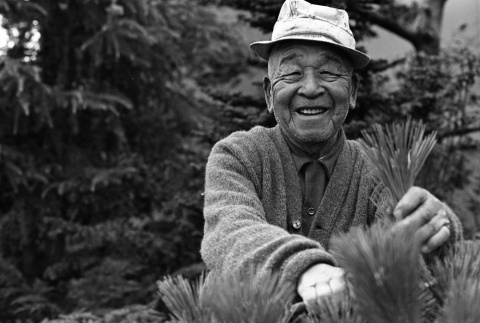 Fujitaro Kubota trimming pine at Seattle University (ddr-densho-354-2071)