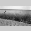 Two men in a wheat field (ddr-fom-1-12)