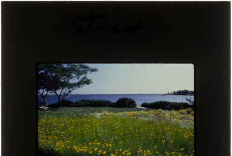 The garden and view of the water from the Straus project (ddr-densho-377-621)
