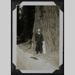 Man poses with Redwood tree (ddr-densho-359-1352)