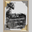 Lawn surrounded by palm trees (ddr-densho-404-281)