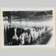Men milking cows (ddr-densho-37-1614)