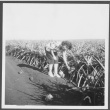 Pineapple field (ddr-densho-363-105)