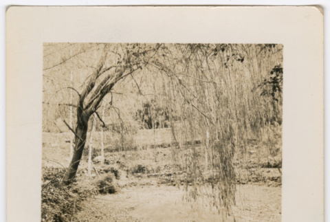 Willow tree (ddr-densho-377-2259)