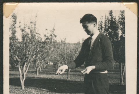 Dog performing tricks for treats (ddr-densho-433-764)