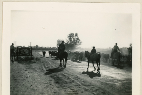 Cattle drive (ddr-densho-37-926)
