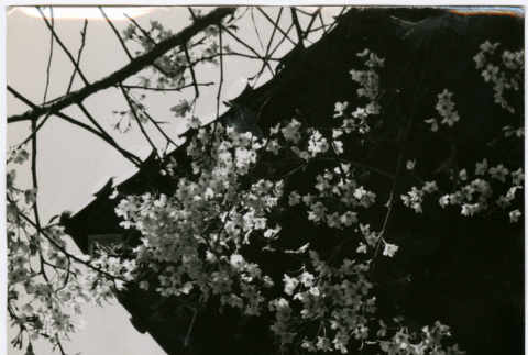 View looking up at cherry blossoms (ddr-densho-426-1059)