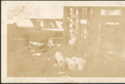 Piglets (ddr-densho-293-60)