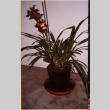 Plant (ddr-densho-426-1258)