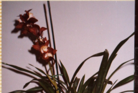 Plant (ddr-densho-426-1258)
