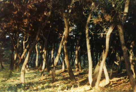 Dancing pines (ddr-densho-354-233)
