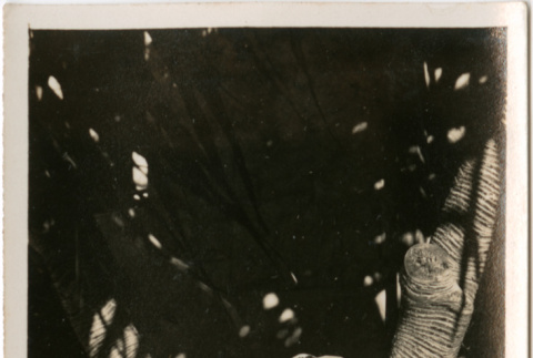 Tomoye (Nozawa) Takahashi seated on ground under tree (ddr-densho-426-1551)