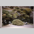Pond in the Garden (ddr-densho-354-990)