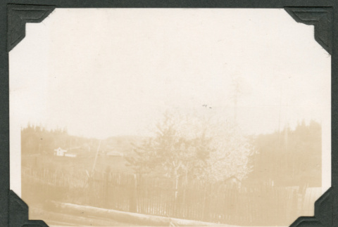 Photo of trees in bloom (ddr-densho-483-309)