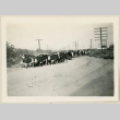 Herd of cattle on a road (ddr-densho-37-921)