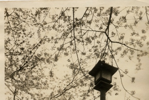 Cherry blossoms with a gate in the background (ddr-njpa-8-38)