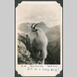 Postcard of mountain goat (ddr-densho-316-335)