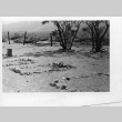 [Photograph of incarceration camp cemetery] (ddr-csujad-29-211)