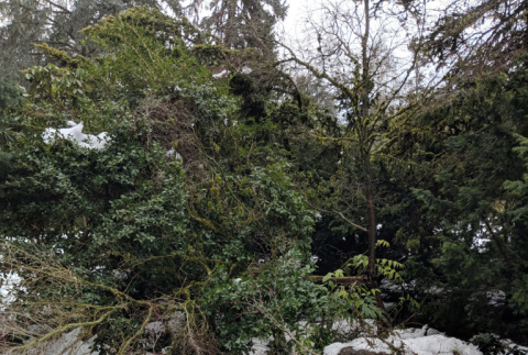 Broken Tree from Winter Storm Damage (ddr-densho-354-2585)