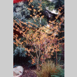Tree in the Stroll Garden (ddr-densho-354-768)