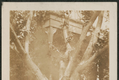 Girl by tree (ddr-densho-293-43)