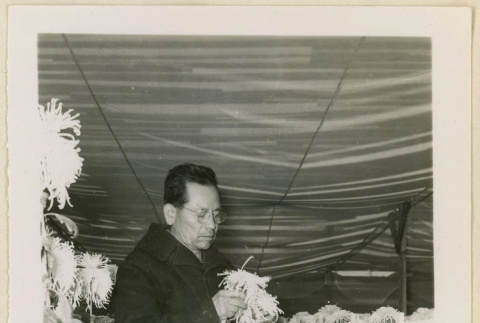 Mr. Nakata stands with his chrysanthemums (ddr-densho-37-1192)