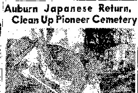 Auburn Japanese Return, Clean Up Pioneer Cemetery (November 13, 1946) (ddr-densho-56-1168)