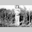 Woman in a tomato field (ddr-densho-2-21)
