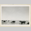Cows grazing in a field (ddr-densho-37-1627)