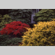 Bushes in fall colors near the old family house (ddr-densho-354-958)