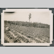 Photo of strawberry field during harvest (ddr-densho-483-346)