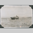 Horse drawn hay wagon (ddr-ajah-2-556)