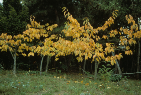 Six yellow leafed trees (young cherry trees?) (ddr-densho-354-2618)
