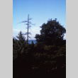 Above the Pump house pond, looking northeast from the top of the Mountainside, Lake Washington in the background (ddr-densho-354-312)