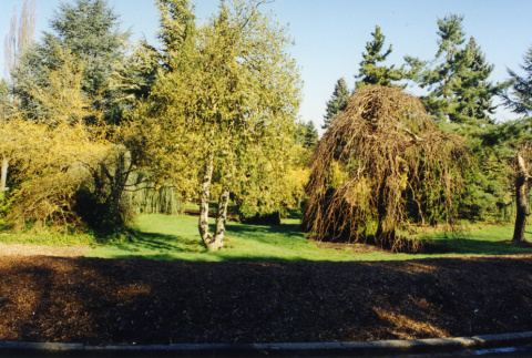 Curbed bed with trees in the background (ddr-densho-354-830)