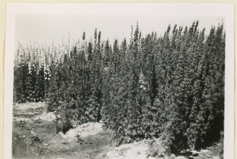 Larkspur flowers (ddr-densho-37-1402)