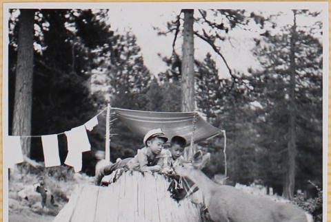 Two boys feeding a deer (ddr-densho-522-291)