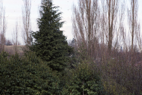 Trees in the Garden, near 51st Avenue looking south (ddr-densho-354-1241)
